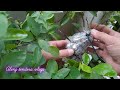 How to Marcot Lemoncito, nag DIY ako #grafting #lemoncito #diy @alingtinderavlogs