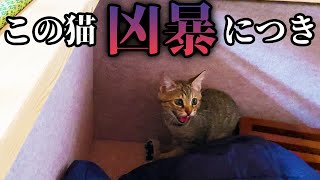 みーちゃんなんで急に凶暴化したの？？