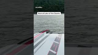 Bear spotted at the Lake of the Ozarks