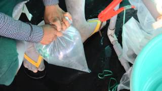 dong bich tom tui 35 cm