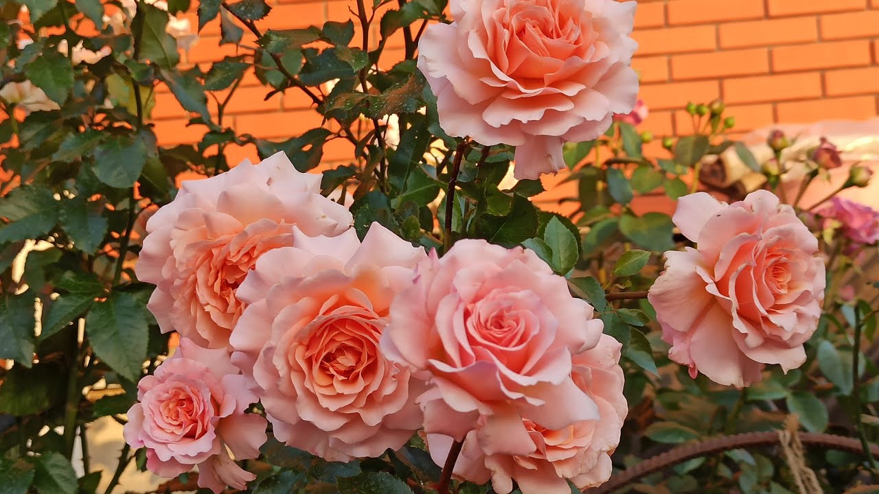 РОЗОВЫЕ рюши🌹воланы🌹и зефирки🌹😍Тульская область июль 2025