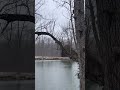 Water landing. #uplandhunting #pheasanthunting #ohiohunting