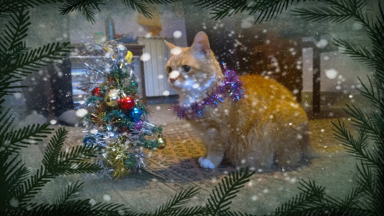 Christmas With Pets YouTube