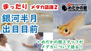 【まったりメダカ談議02】銀河半月とポニョ（出目目前メダカ）　2020.6