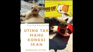 Uting Kucing Kampung Tidak Mahu Kongsi Ikan Dengan Kucing Kucing Oren