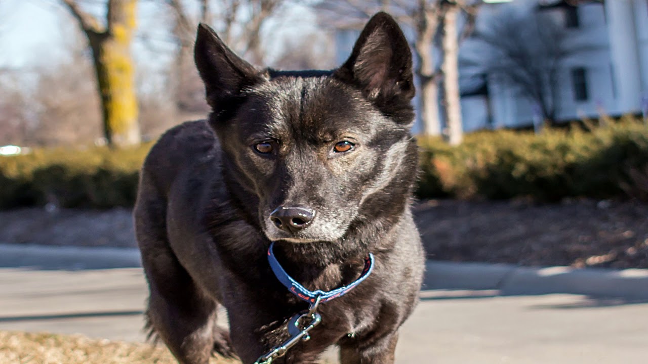 Raven - Taysia Blue Husky & Malamute Rescue 2019