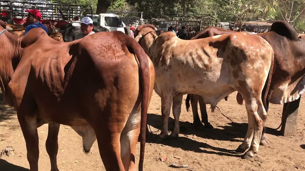 3 de Marzo 2026 los toros grandes en el tránsito calidad 