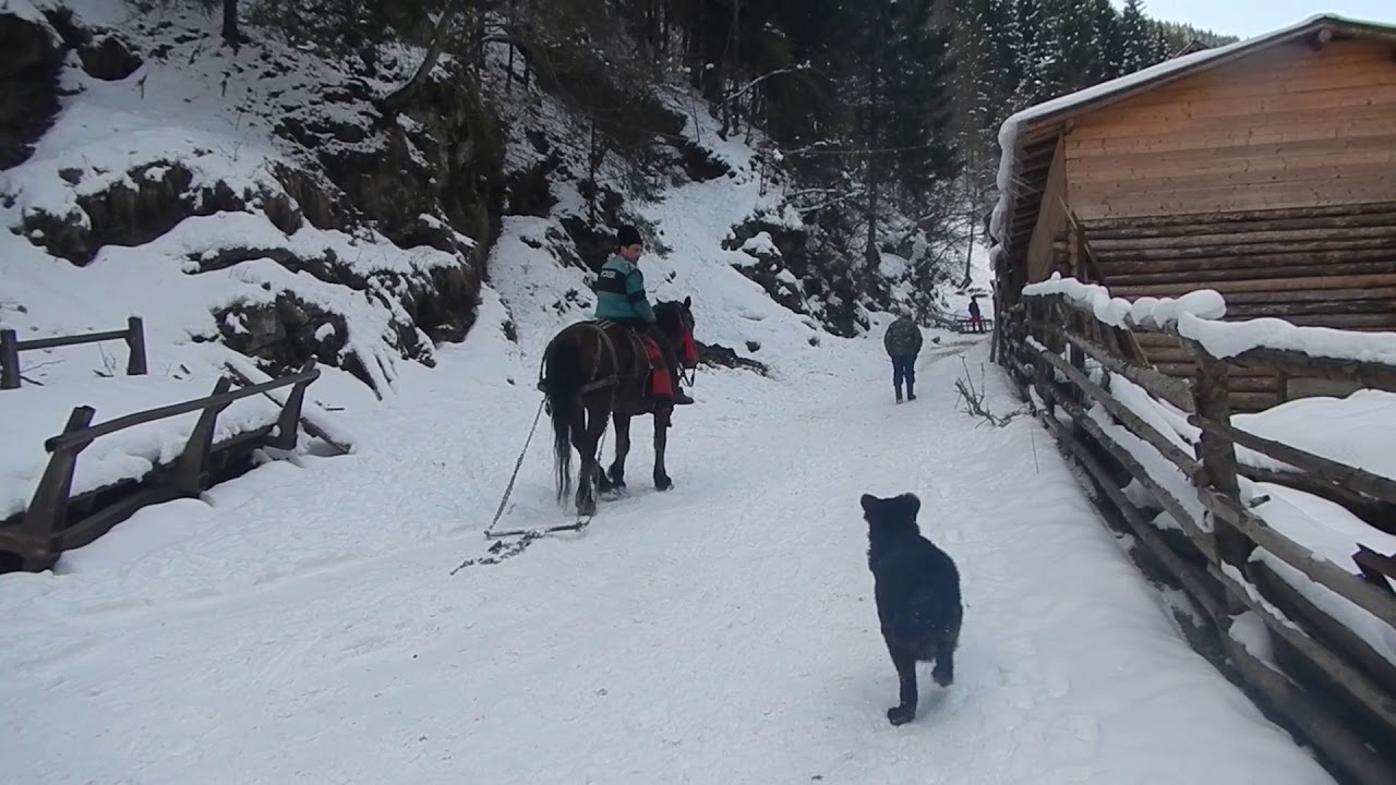 Caini de munte, romanesti !
