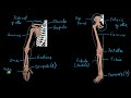 Appendicular Skeleton Quiz