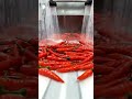 INSIDE Chili Powder Factory 🌶️ High Speed Processing  Satisfying Industrial Food Production ASMR
