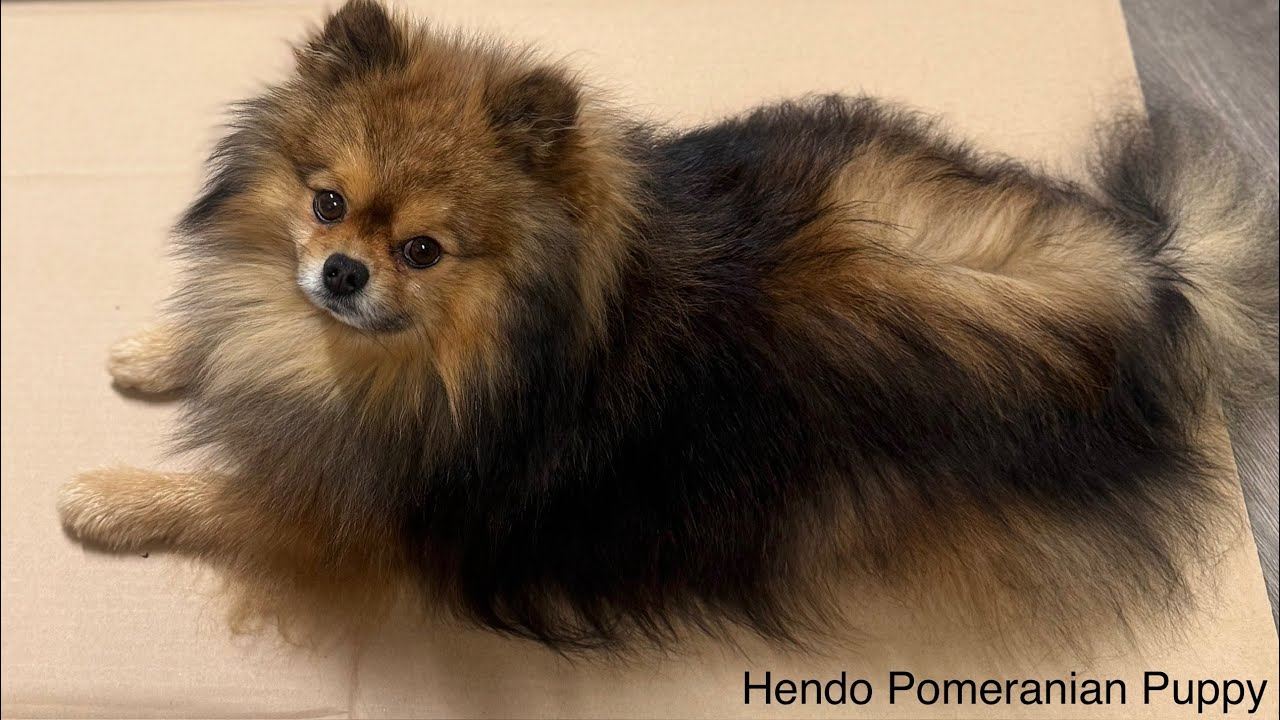 3 funny dogs Pomeranian beagle & Maltipoo @Hendopomeranianpuppy 