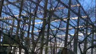 Monkey World Ape Rescue Centre - 🇬🇧 UK