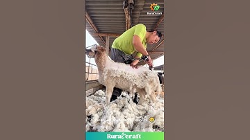 SO Satisfying Sheep Shearing! Watch the Wool Peel Off Like Magic! Clean Shave! #satisfying #asmr