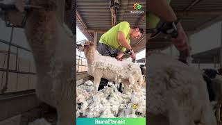 So Satisfying Sheep Shearing Watch The Wool Peel Off Like Magic Clean Shave