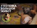 Большой живот у котенка | Вздутие живота у котенка | 4 причины