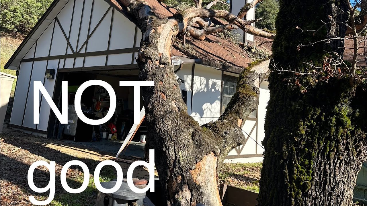 BIG dead oak tree fell on house NOT good - YouTube