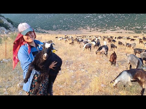 TEKE YÖRESİNİN SON KEÇİLERİ - 600 KEÇİ 5 ÇOBAN - BURDUR ÇELTİKÇİ #hayvancılık #keçi
