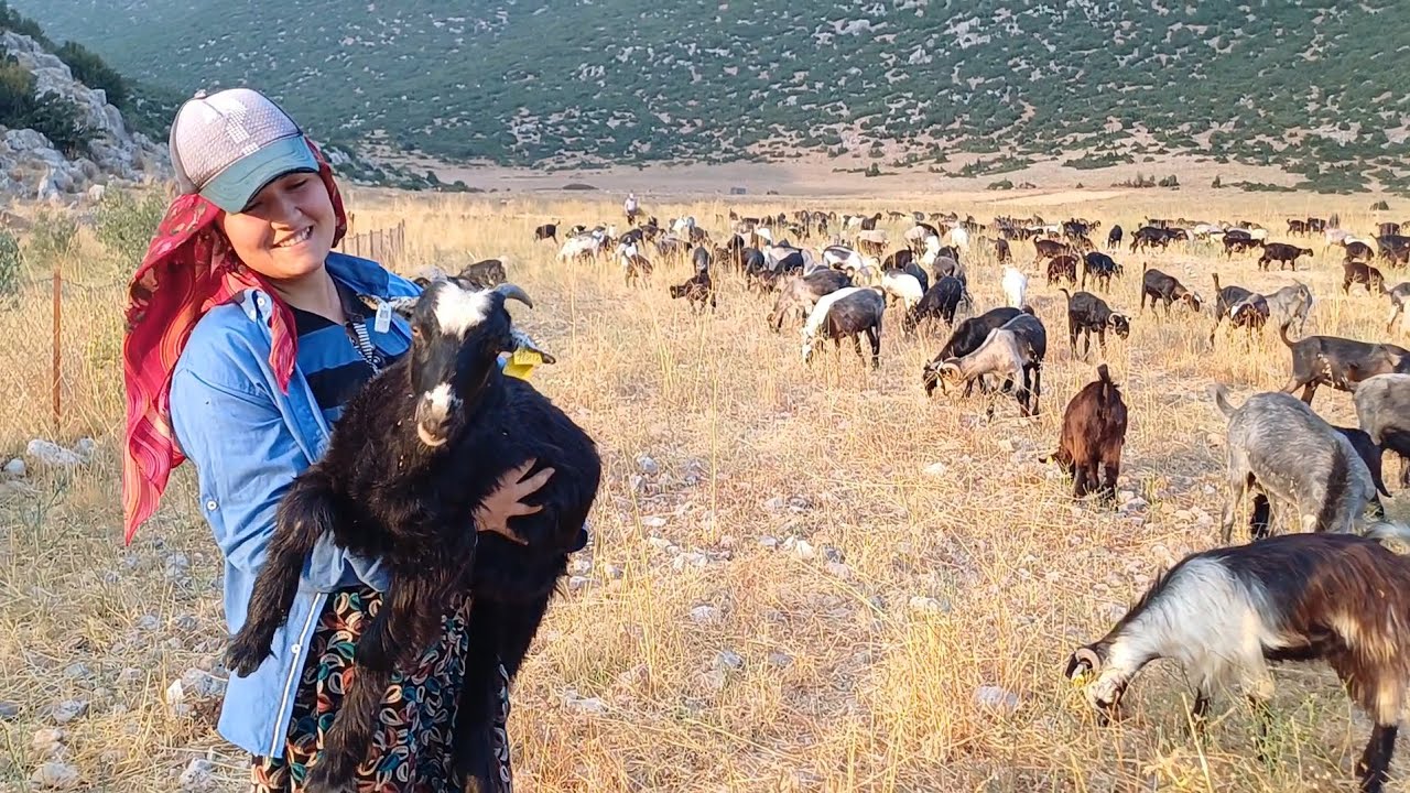 TEKE YÖRESİNİN SON KEÇİLERİ - 600 KEÇİ 5 ÇOBAN - BURDUR ÇELTİKÇİ #hayvancılık #keçi