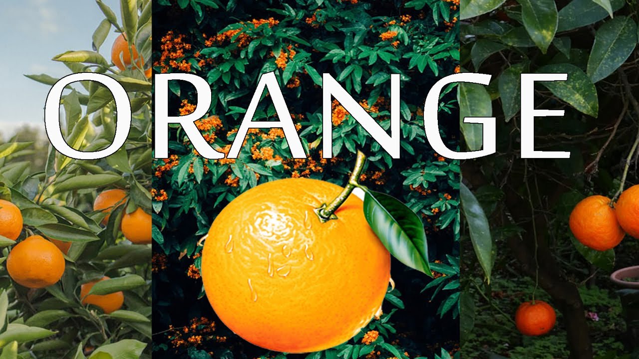 orange Tips in Tamil The Orange peel which you throw will make you