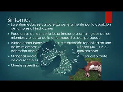 Video: Luchamos Con Una Pierna Negra En Plántulas: Prevención Y Tratamiento