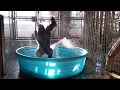 Breakdancing gorilla enjoys pool behindthescenes