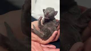 Is There Anything Better Then A Newborn Kitten?