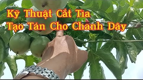 Kỹ Thuật Cắt Tỉa Tạo Tán Cho Chanh Dây Đúng Cách