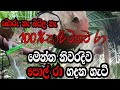 #Toddy tapping - coconut |How to make 100% coconut toddy successfully |Coconut toddy| wishma lokaya