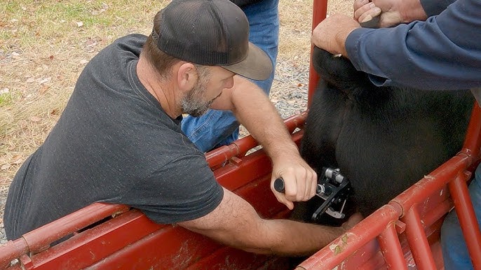 14+ Bull Castration Tool