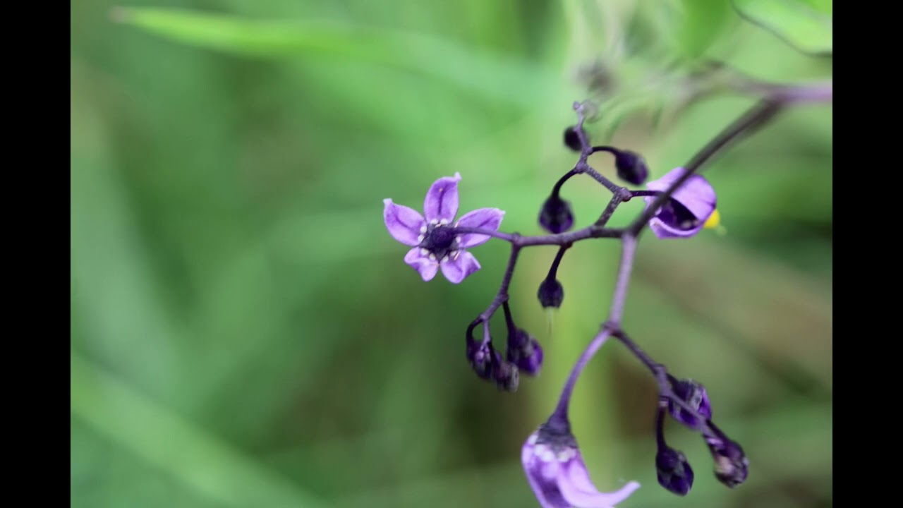 bittersweet nightshade