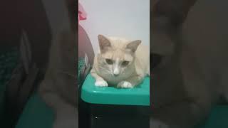 Download Lagu Nongkrong Mager di Atas Box 😼📦 MP3