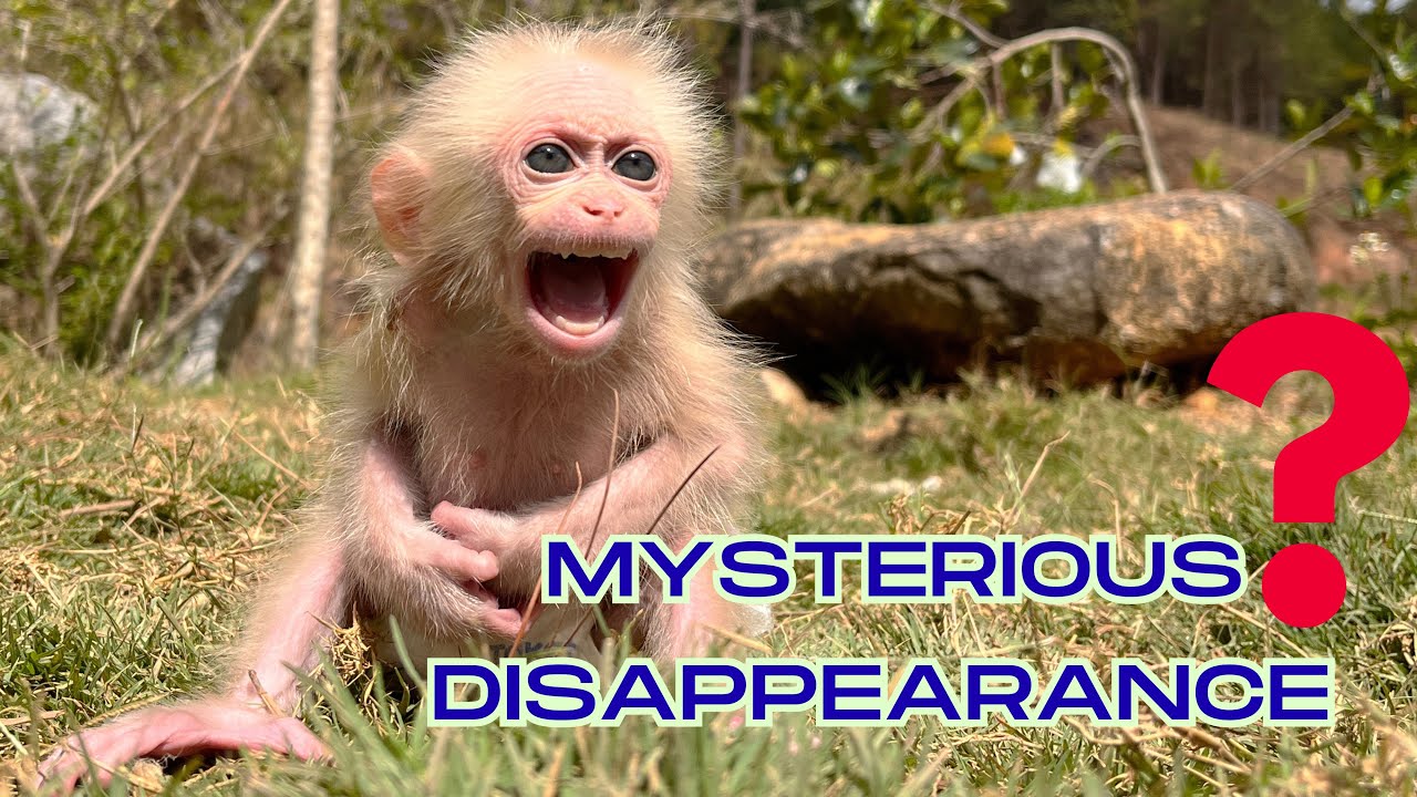 Hard to conceal truth behind Baby Monkey Hope's mysterious disappearance revealed