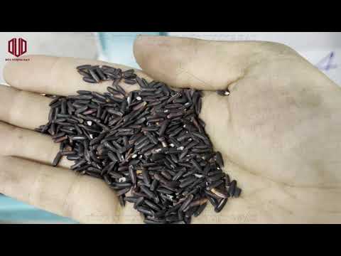 Video Máy xát gạo 1000kg/ giờ, Lúa đen lại ra gạo tím - youtube