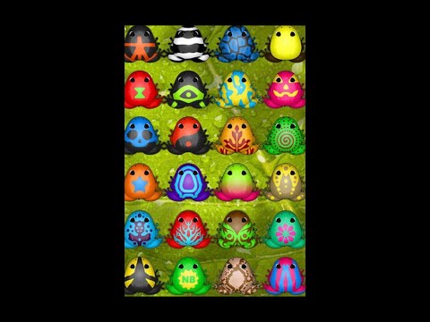 Pocket Frogs episode 1: The pond Where the Frogs breed