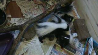 WWF skunk