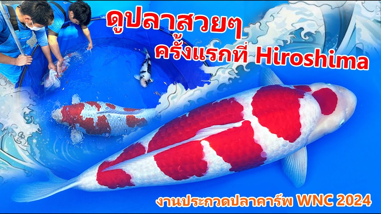 ดูปลาคาร์พสวยๆในงานประกวด  บินลัดฟ้าดูปลาคาร์พญี่ปุ่น EP:2 WNC World Nishikigoi Koi Club