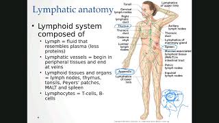 Lymphatics Intro Fall 2020 Bio 208