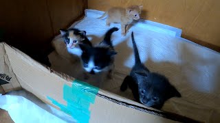 Kittens at 27 days old have lots of fun movements by あいねこ.Aineko 1,829 views 2 weeks ago 7 minutes, 18 seconds