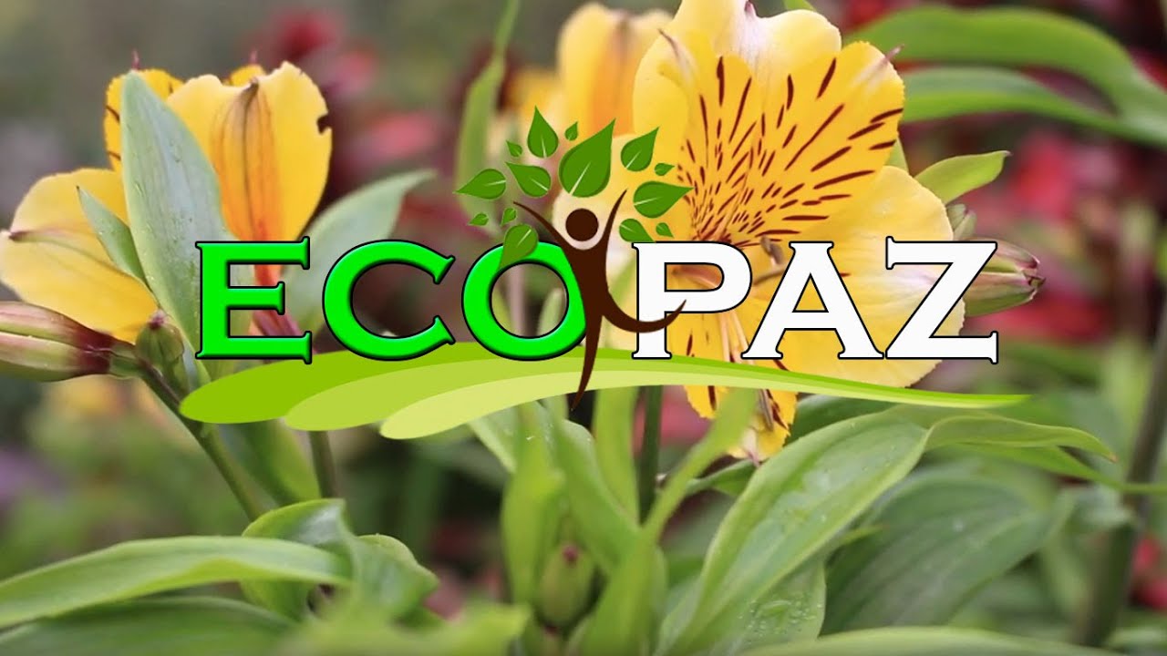 nariño coffee MAELA Ecopaz-NARIÑO : Reserva Natural 