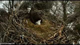 Minnesota DNR Eagle Cam, 24 Jan 2015 Two eggs