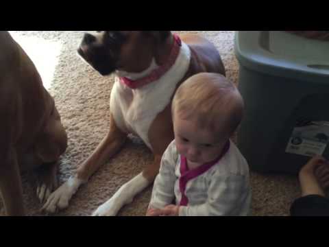 Boxers and Babies