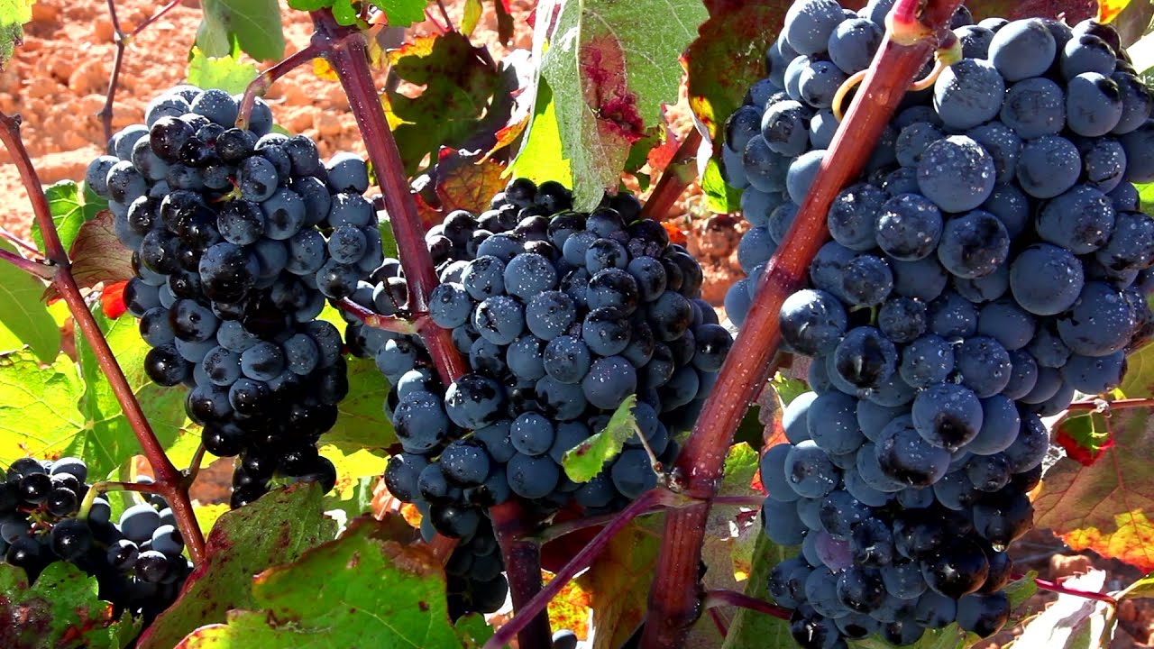 Tierra Bobal | Turismo en el interior de Valencia