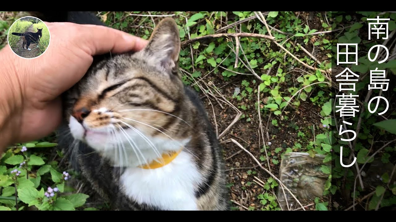 南の島で猫と田舎暮らし。2月の真冬にトマト豊作な奄美