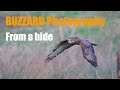 BIRD PHOTOGRAPHY/ COMMON BUZZARDS from a hide