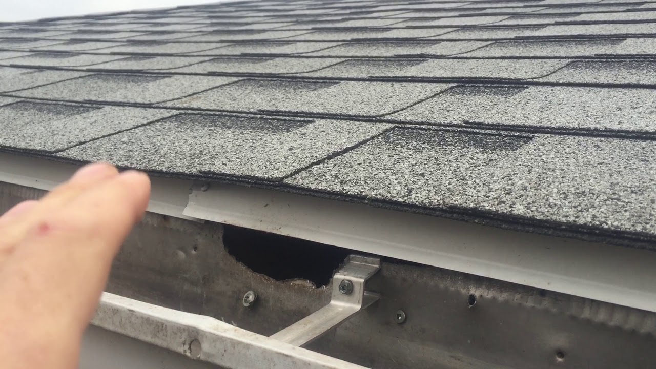 Squirrel Entry on Roofline