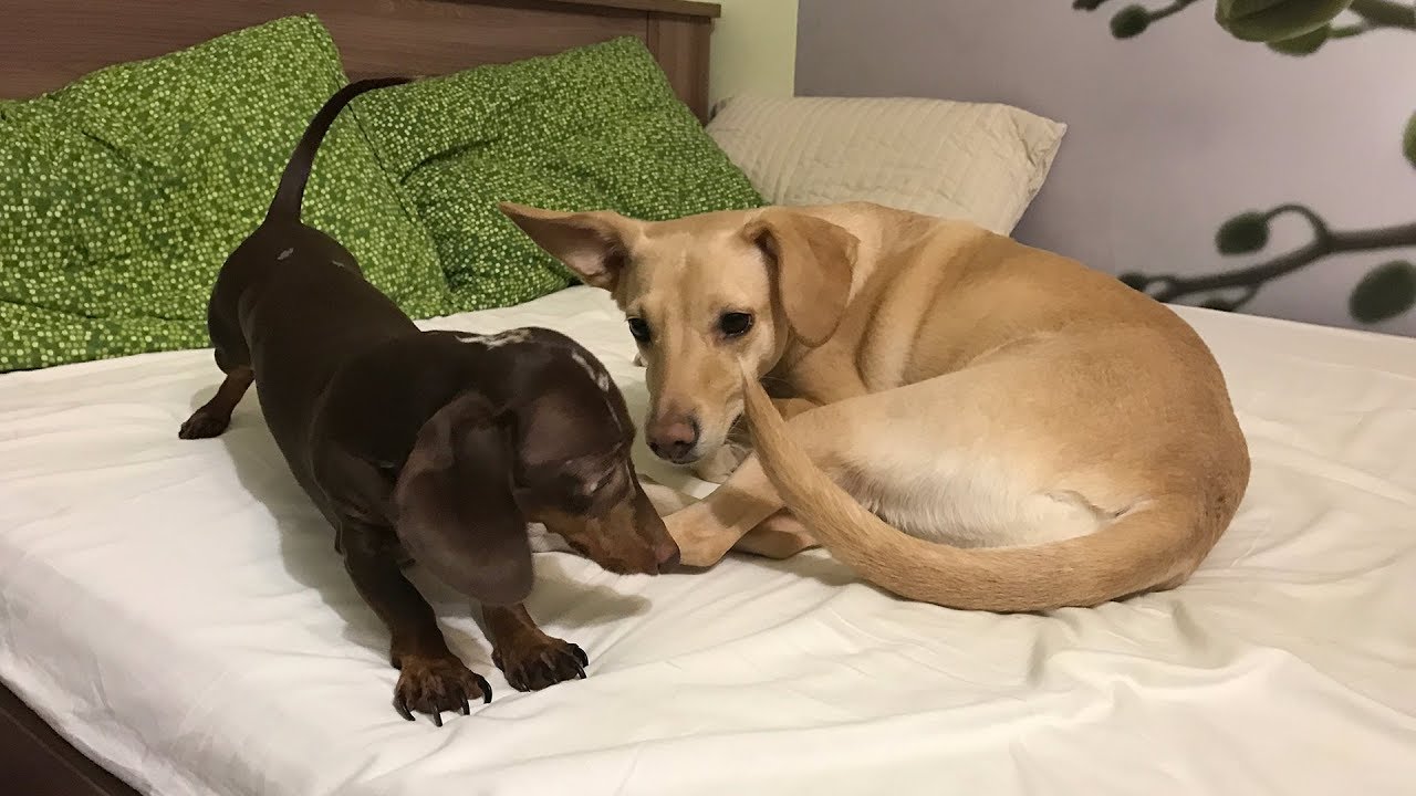 Everybody must play with Dachshund