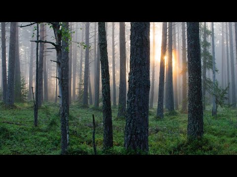 Признаки любви, из книги Ожерелье Голубки