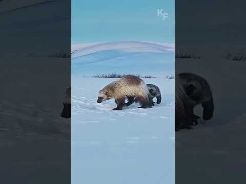 Преданность самца росомахи - залог процветания вида. Как самец росомахи заботится о семье.