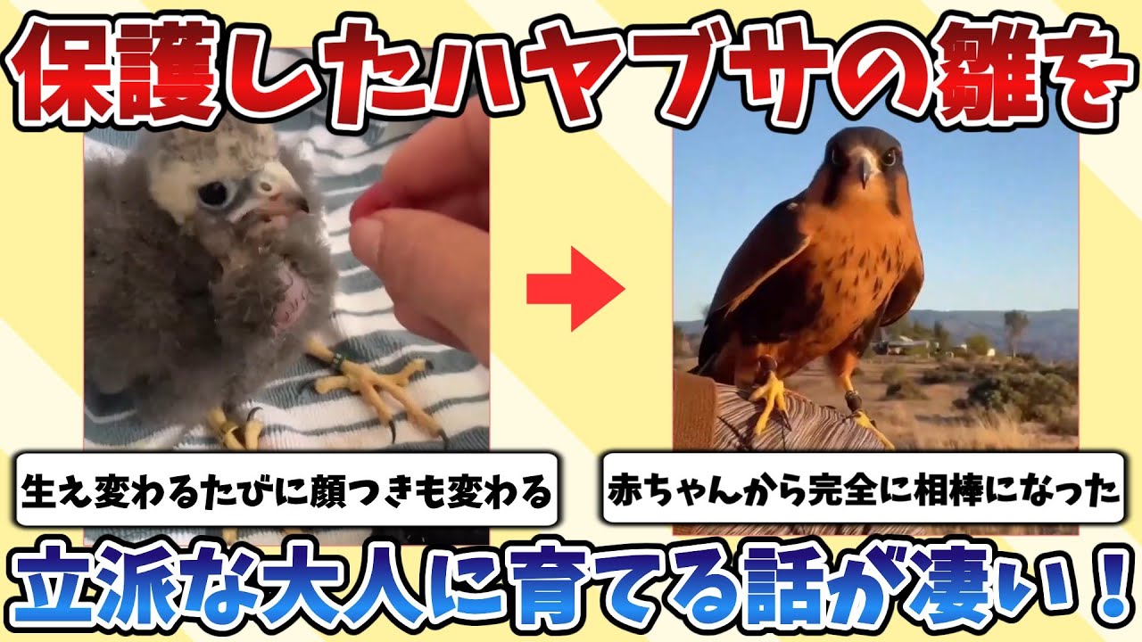 【2ch動物スレ】親と離れ離れになってしまい保護した『ハヤブサ』の雛を立派な大人へ成長させる話が凄すぎる！！！
