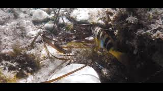 Underwater In Malta Olfi.One.Five